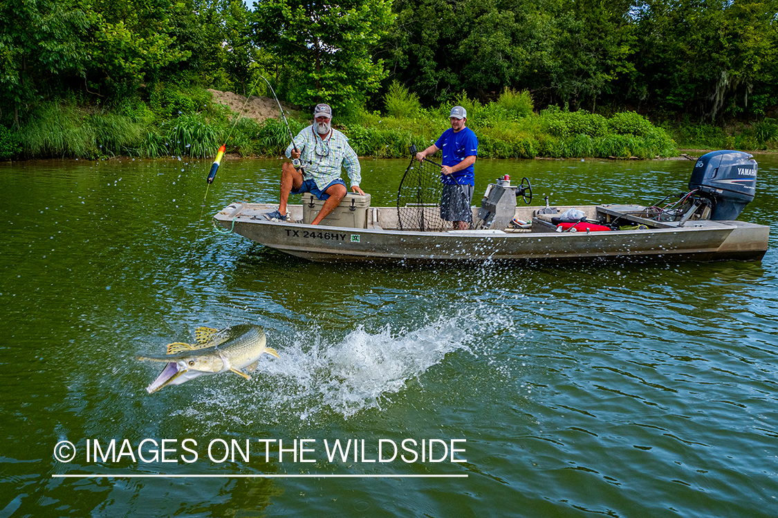 Fighting Alligator gar.