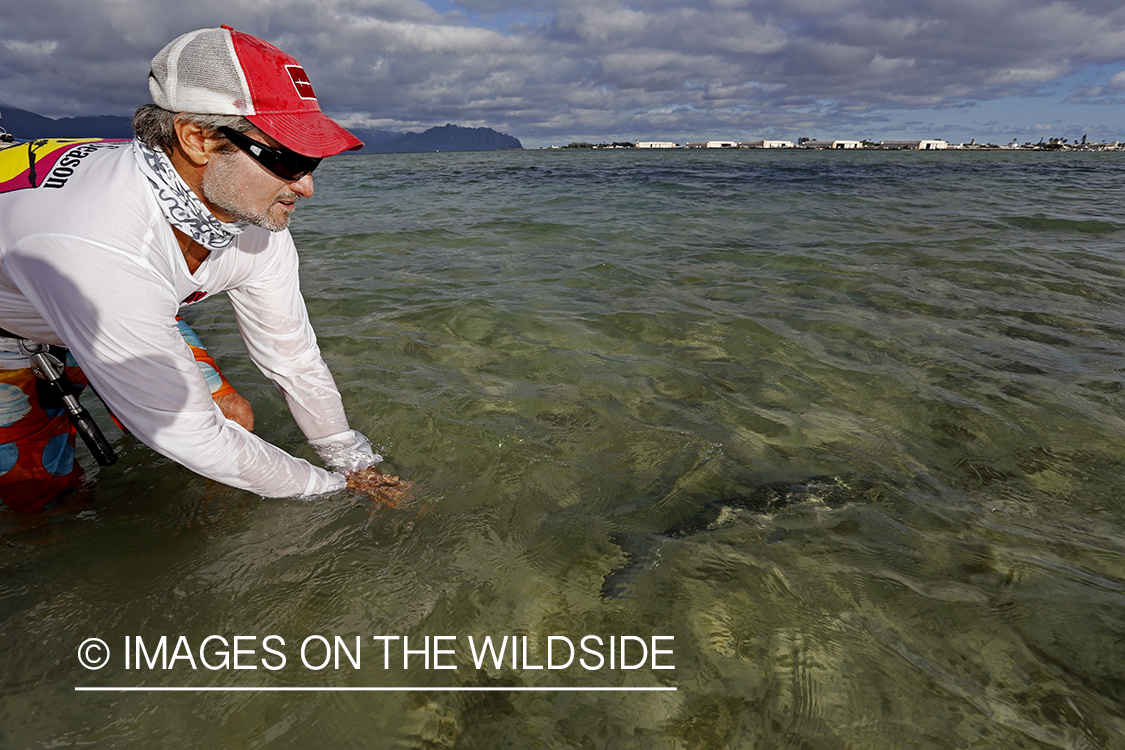 Saltwater flyfisherman releasing bonefish, in Hawaii. 