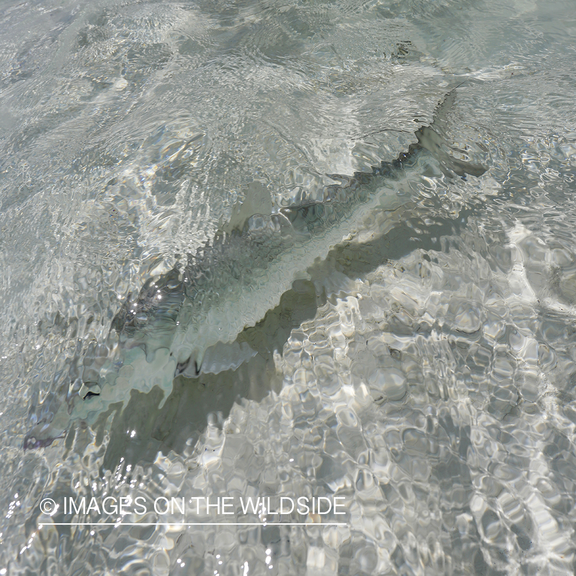 Bonefish in water.