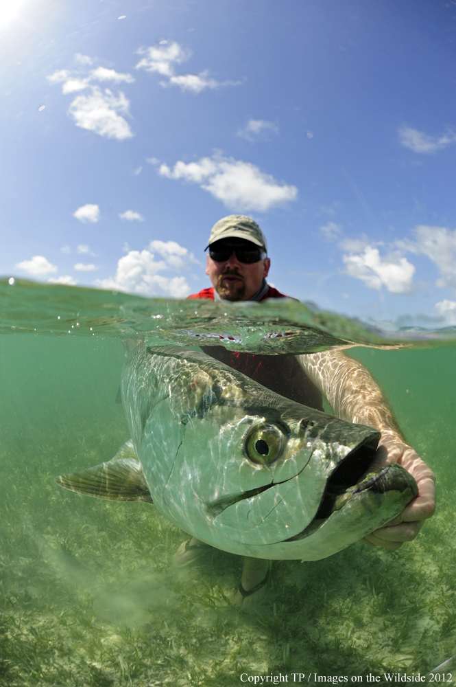 Flyfisherman with Tarpon. 