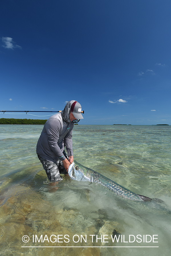 Flyfisherman releasing tarpon.