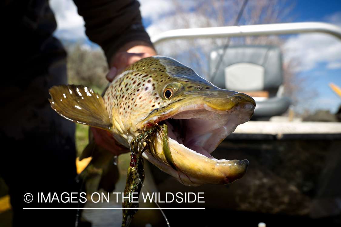 Brown trout.