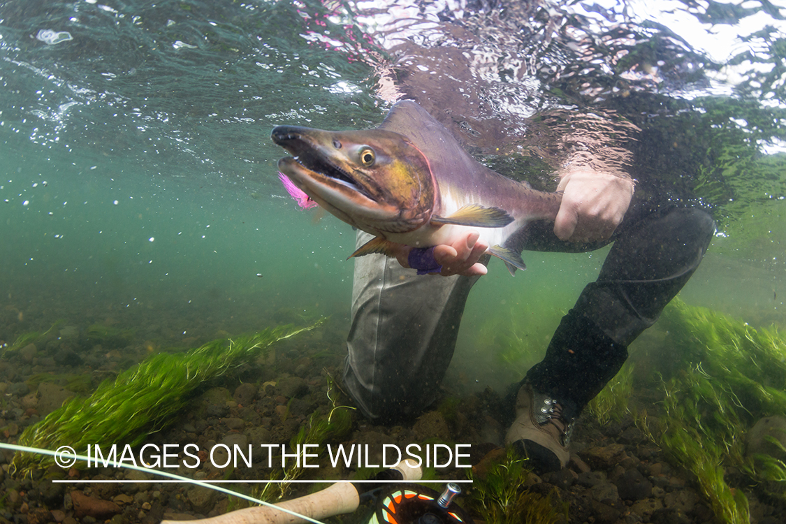 Flyfisherman releasing pink salmon in Sedanka river in Kamchatka Peninsula, Russia.