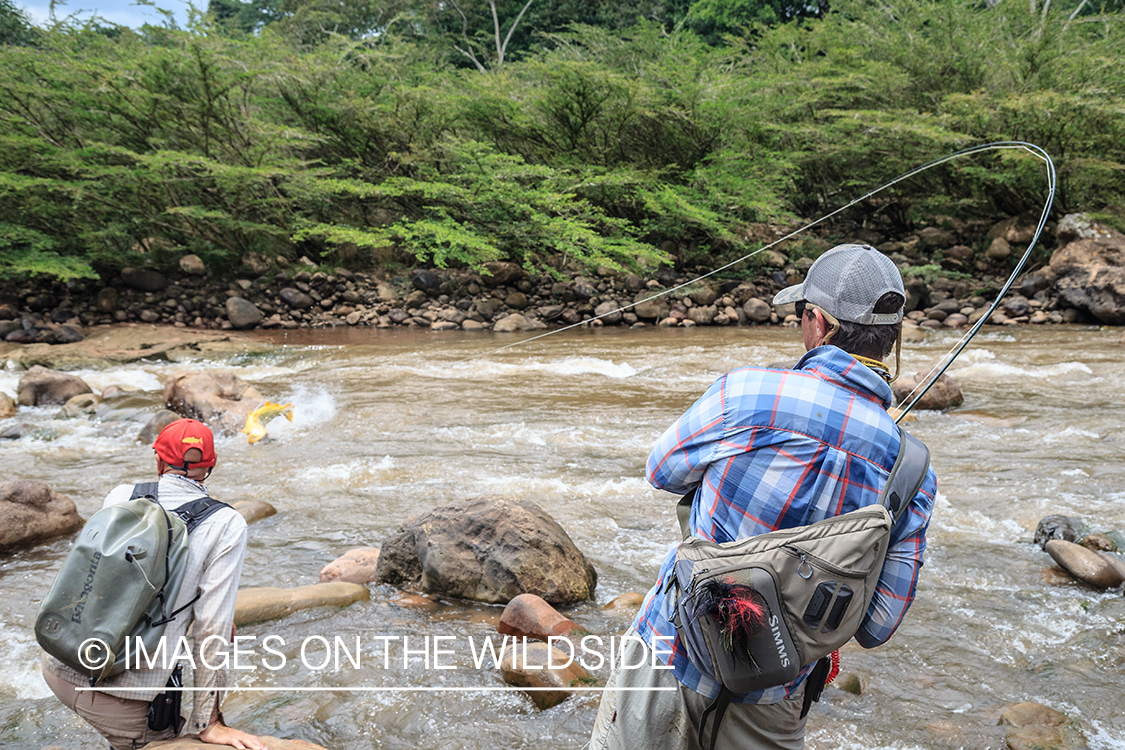 Flyfishing for Golden Dorado in Bolivia.