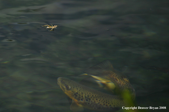 Brown Trout underwater