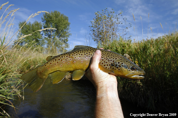 Brown trout species