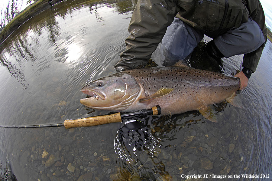 Flyfisherman with large brown trout. 