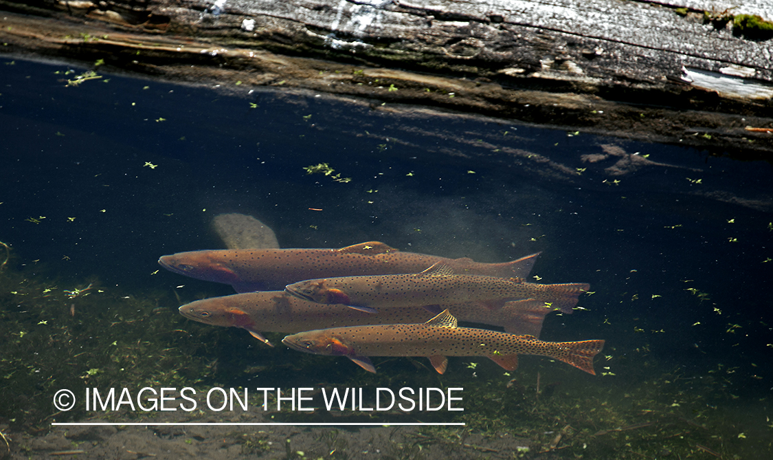 Cutthroat trout in stream.