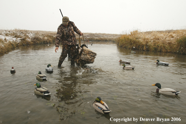 Duck hunter setting decoys in winter