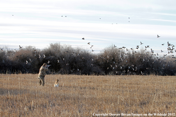 Duck hunter taking aim at flock of mallards. 