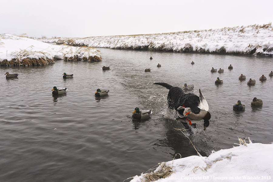 Black labrador retriever with bagged duck.