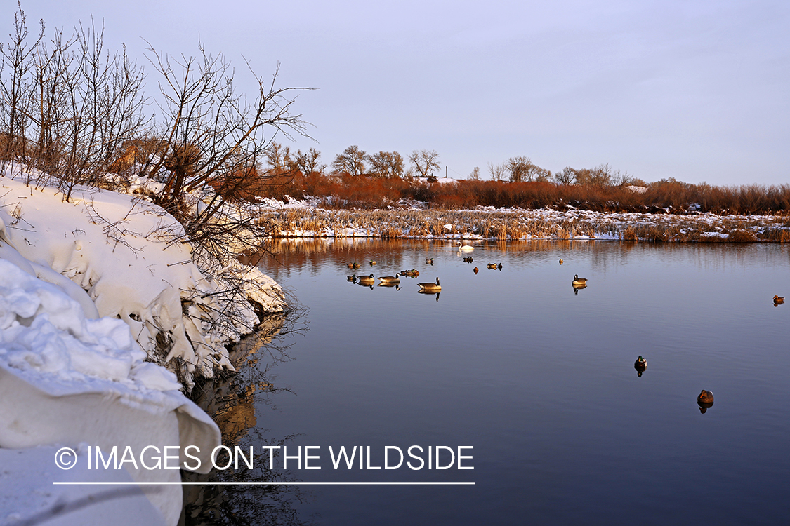 Decoy spread in marsh with Tundra Swan in background.