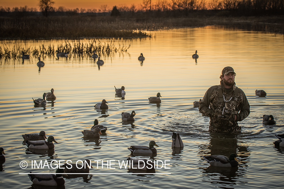 Duck hunter in water with decoys.