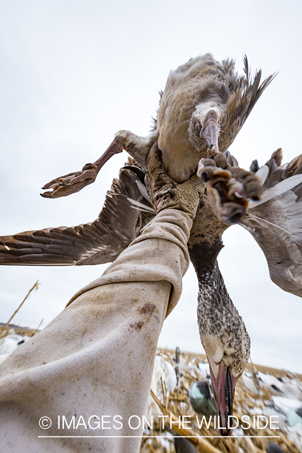 Hunter with bagged goose.
