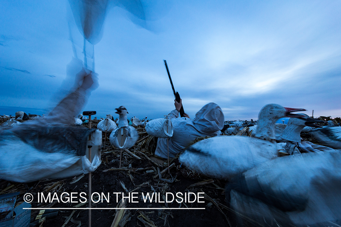 Hunters shooting geese.
