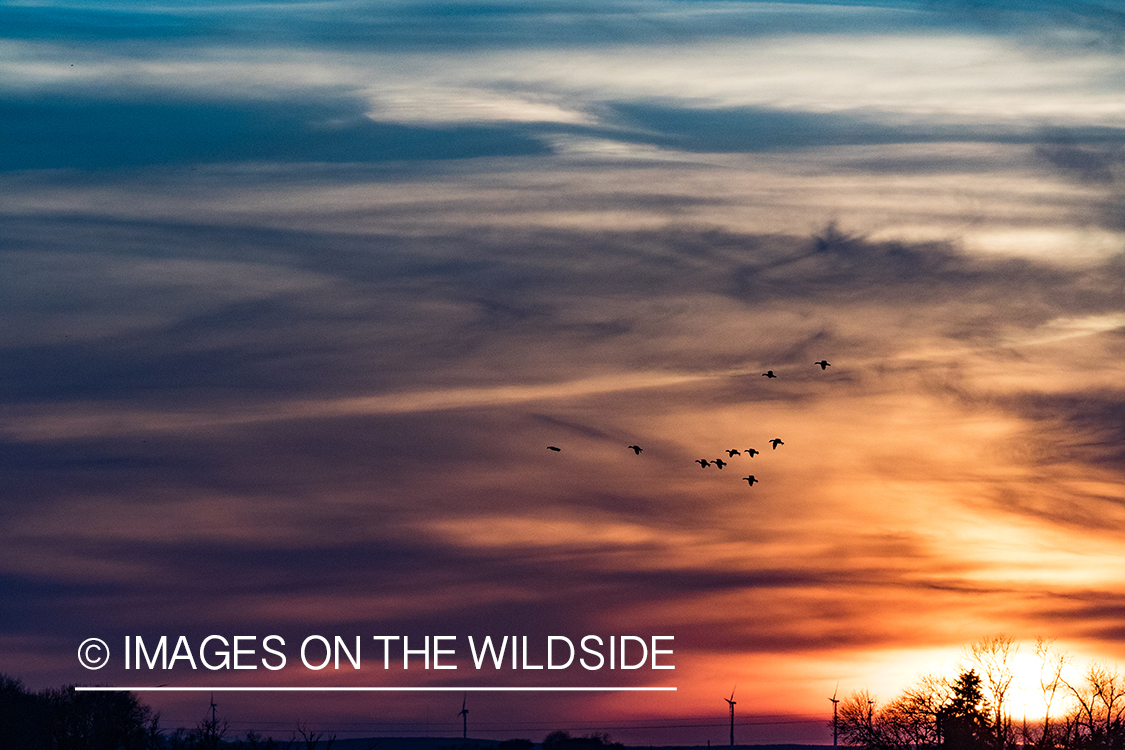 Geese flying at sunset.