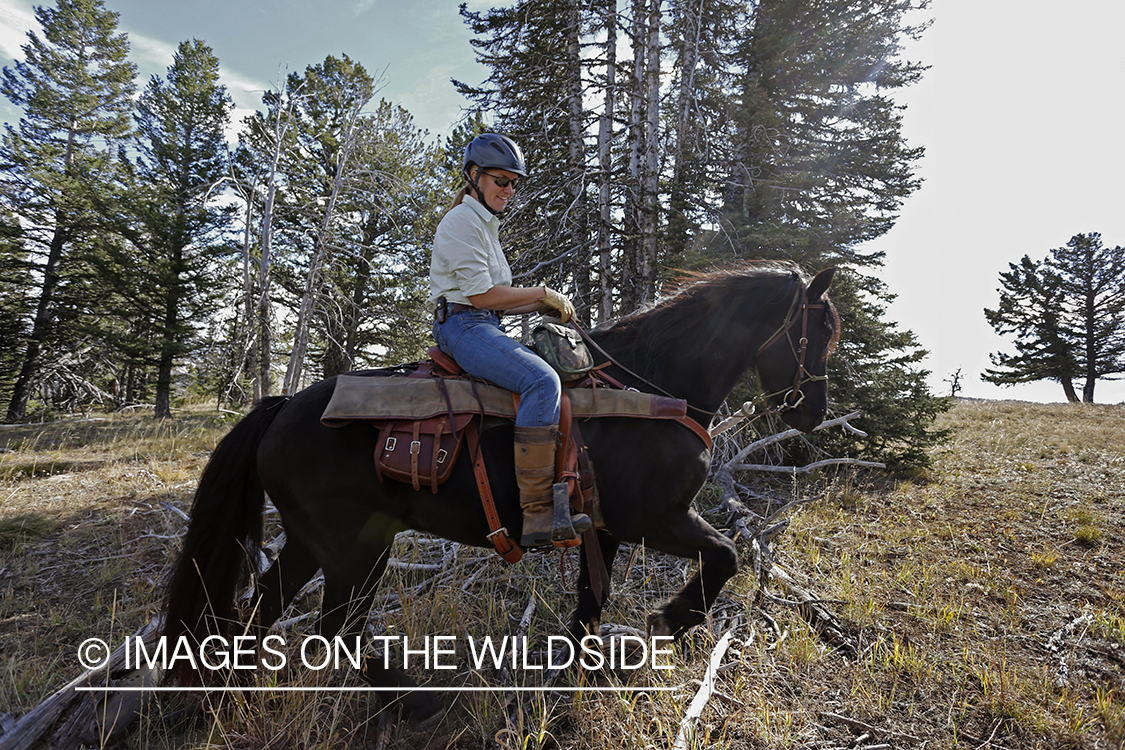 Upland game bird hunter on horseback hunting for Dusky (mountain) grouse. 