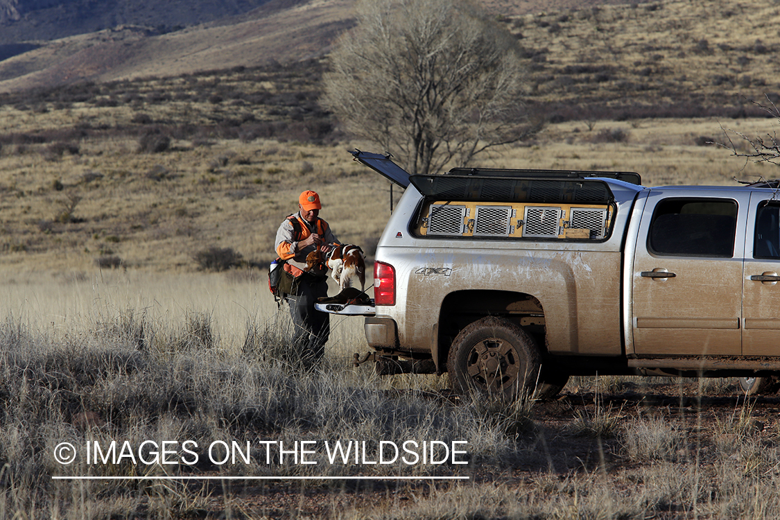 Mearns quail hunting with Brittany Spaniel.