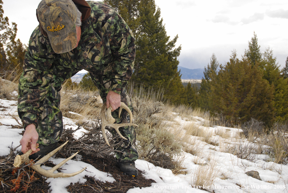 Bowhunter shed hunting