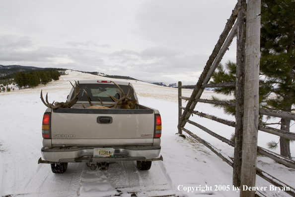 Field dressed bull elk and mule deer in back of truck.