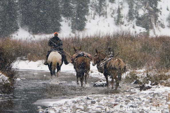 Elk hunt packstring in mountains