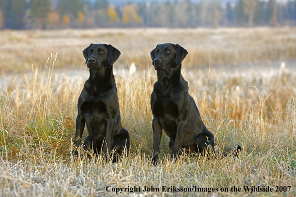 Black Labrador Retrievers