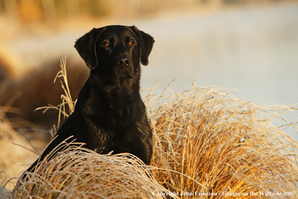 Black Labrador Retriever in field