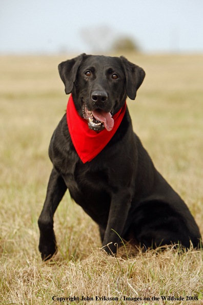 Black Labrador Retriever in field