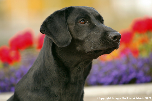 Black Labrador Retriever