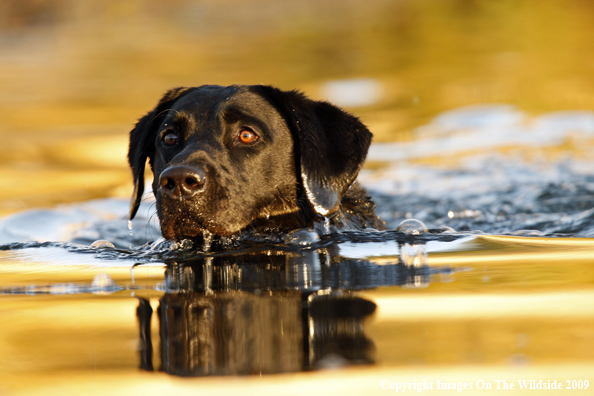 Black Labrador Retriever