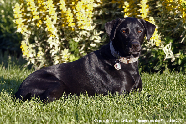 Black Labrador Retriever in yard