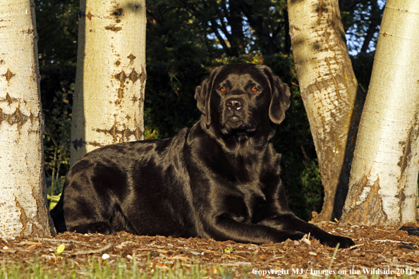 Black Labrador Retriever.