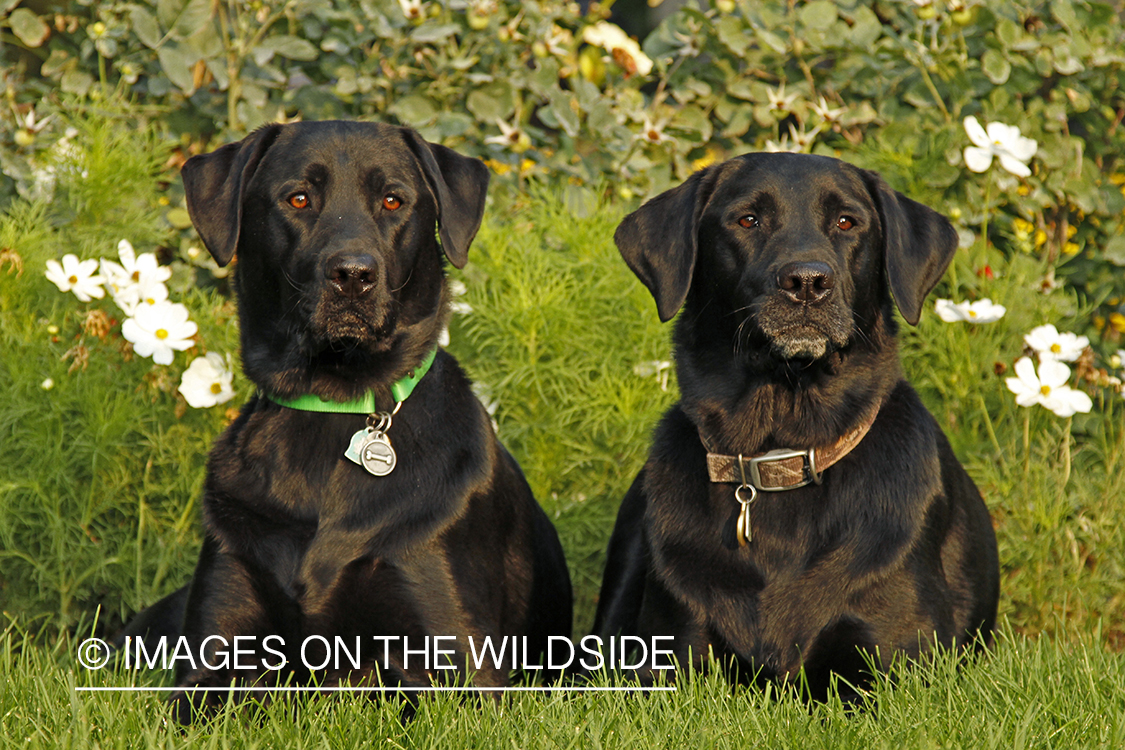 Black Labrador Retrievers