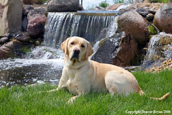 Yellow Labrador Retriever in yard by waterfall