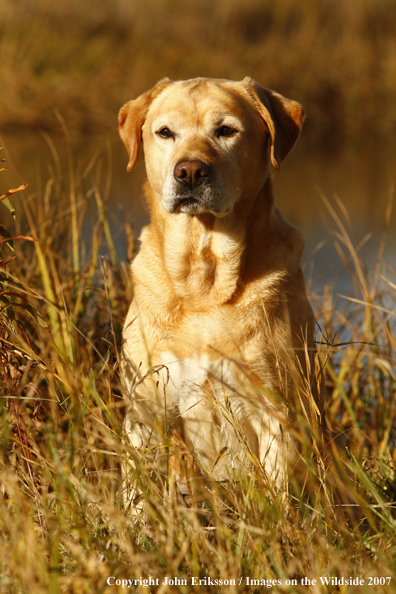 Yellow Labrador Retriever in field