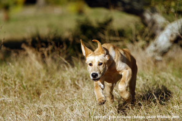 Yellow Labrador Retriever in field