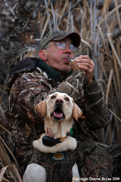 Yellow Labrador Retriever with Hunter