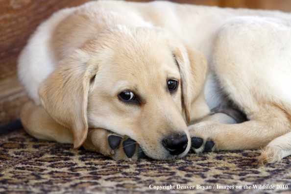 Yellow Labrador Retriever Puppy on bed