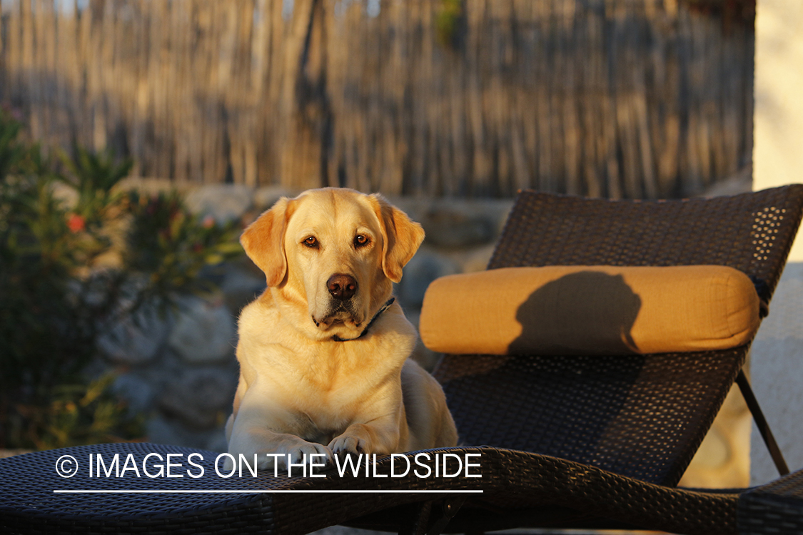 Yellow lab on lounge chair.