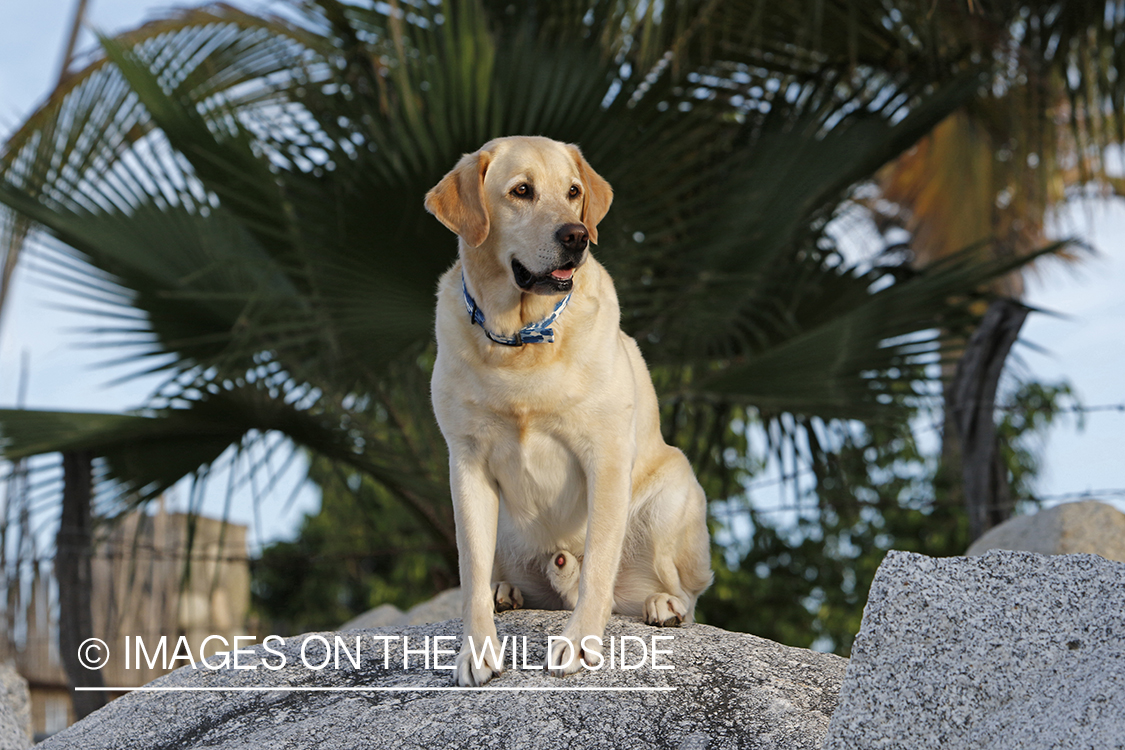 Yellow lab sitting on rocks.