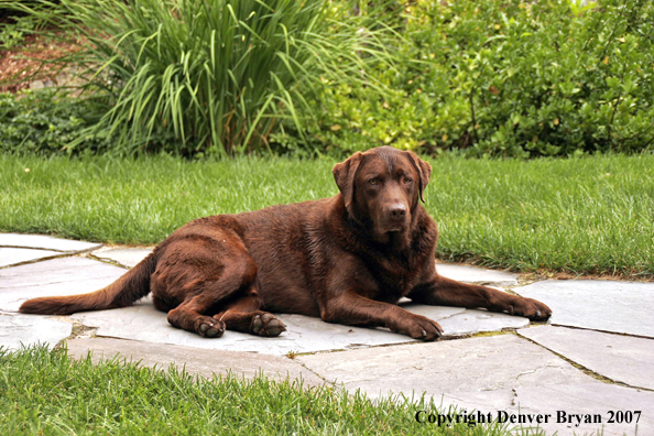 Chocolate Labrador Retriever