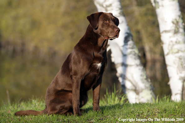 Chocolate Labrador Retriever in field