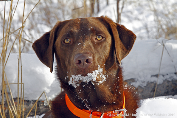 Chocolate Labrador Retriever