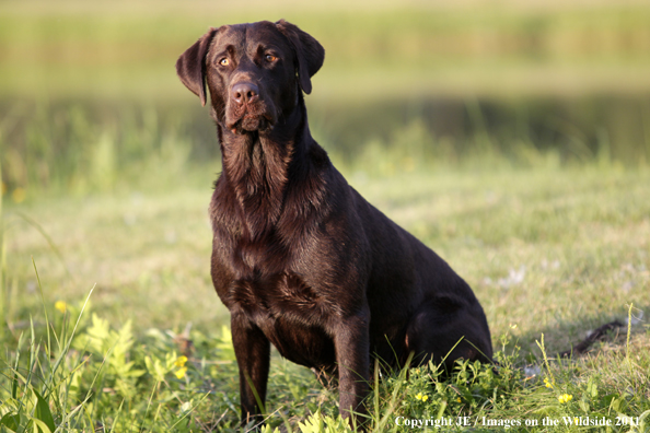 Chocolate Labrador Retriever.