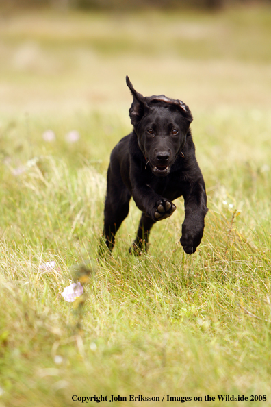 Black Labrador Retriever pup