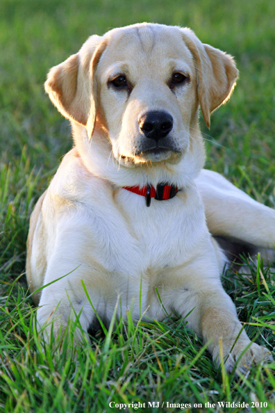 Yellow Labrador Retriever puppy