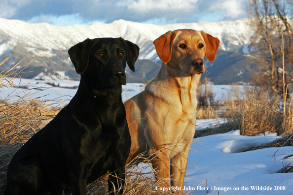 Multi-colored labrador retrievers