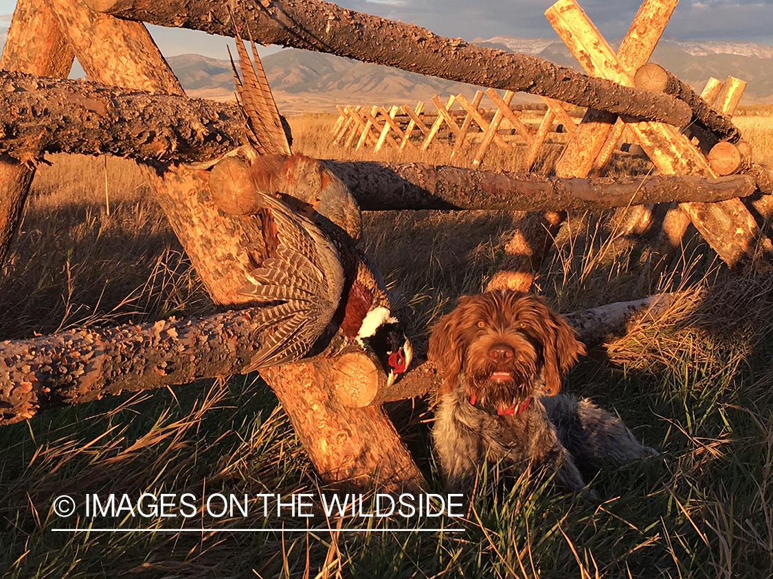 Wirehaired pointing griffon with pheasant.