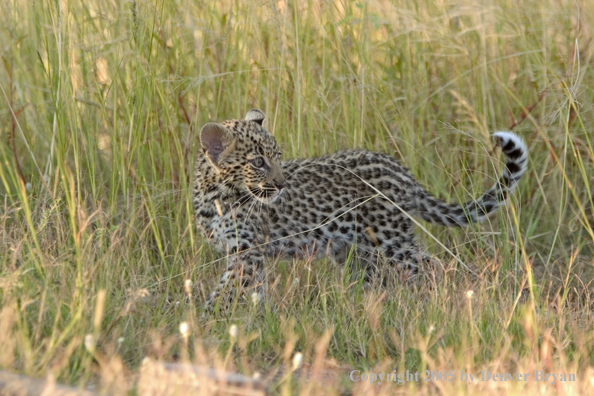 Leopard cub in habitat. Africa