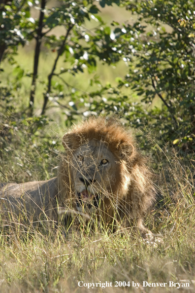 Male African lion in the bush.